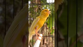 Download lagu Pancingan kenari paud #kenari #kenarigacor #canary #canarias #canario #birds #shorts #shorts mp3