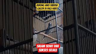 Download lagu ANIS SIBERIA GACOR DI PAGI HARI - BIRDS CHIRPING mp3 Download lagu ANIS SIBERIA GACOR DI PAGI HARI - BIRDS CHIRPING mp3