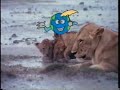 National Geographic S Really Wild Animals Weather And Traffic Updates In Africa
