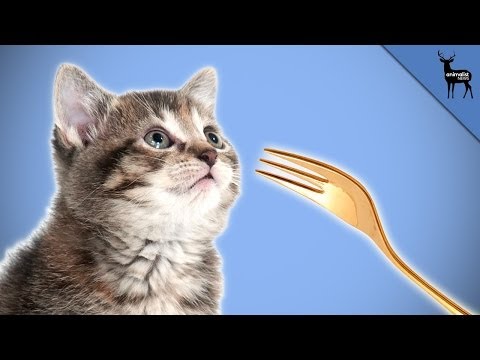Abraham Lincoln Fed His Cat With a Gold Fork