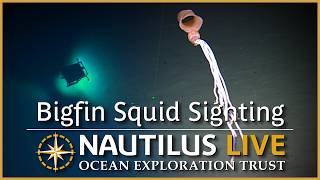 Rare Bigfin Squid Sighting over 5,000 Meters Deep | Nautilus Live