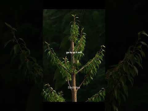 Kya Ped Raat Ko Sote Hain? 🌲|Sach Jaan Lo| By #sachvex