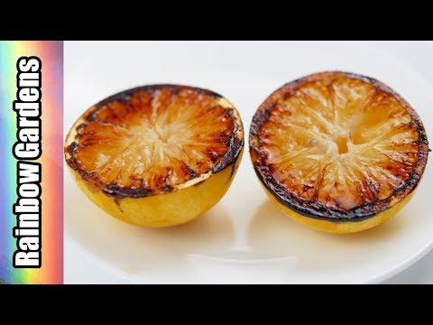 download lagu mp3 mp4 Meyer Lemon Salad Dressing, download lagu Meyer Lemon Salad Dressing gratis, unduh video klip Meyer Lemon Salad Dressing