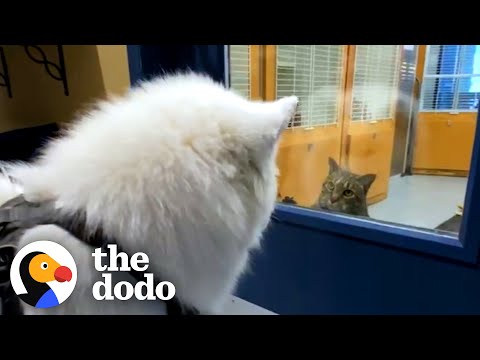 YouTube video about: Are samoyeds good with cats?