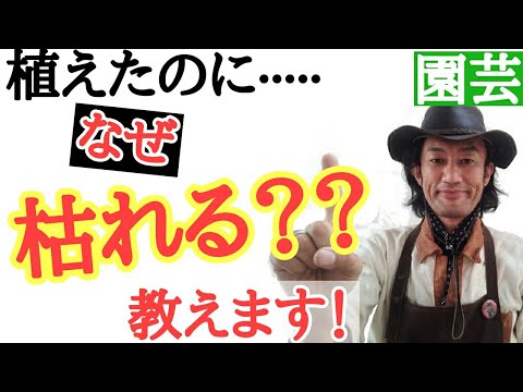 マグノリアの移植:可能ですか? 植物