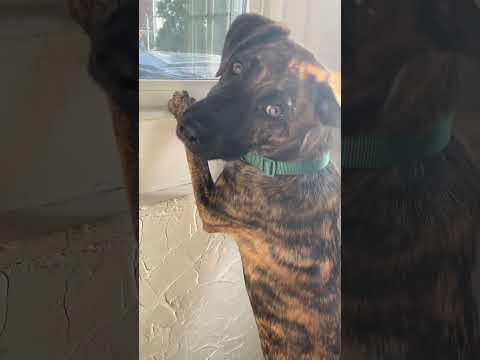 Linus, an adoptable Boxer & Labrador Retriever Mix in Cumberland, RI_image-1
