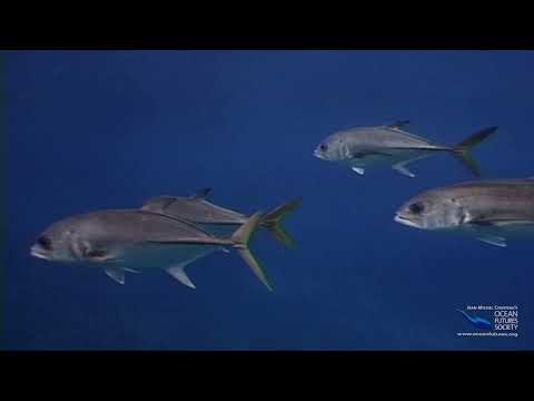 SeaScope 16 - Sixth Sense