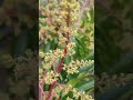 Blooming Mango