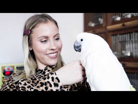 Moj ljubimac ep.33 - Kakadu papagaj -  03.02.2020.