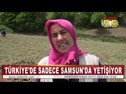 PROTEİN DEPOSU FASÜLYE PAZARA İNMEDEN TARLADA SATILIYOR