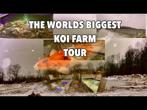 EUROPES LARGEST KOI FARM A FULL WALK AROUND THE SITE AND FISH HOUSES WHAT A PLACE