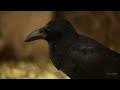 Black Crow Eating Close Up With Original Sound