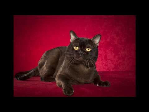 Bombay Cat and Kittens | History of the Indian Bombay Cat Breed