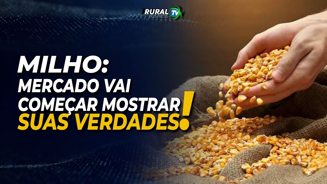 MILHO: MERCADO VAI COMEÇAR MOSTRAR SUAS VERDADES!