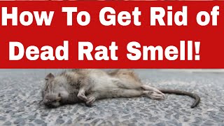 How to Get Rid of Dead Rat Smell in 10 Easy Steps!