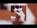 Blue All Rise Sped Up