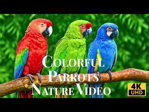 World’s Most Beautiful Parrots 4K – Tropical Birds & Nature Sounds