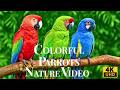 World S Most Beautiful Parrots 4K Tropical Birds Nature Sounds