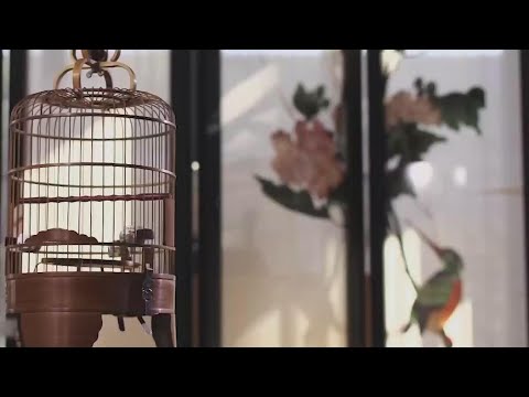 Jaulas de pájaros de Da’ou|CCTV Español