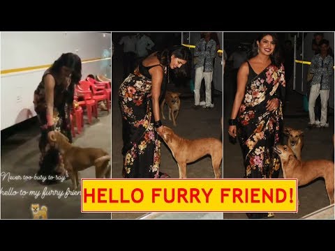 Priyanka Chopra pets a stray dog, steals the limelight in black sari