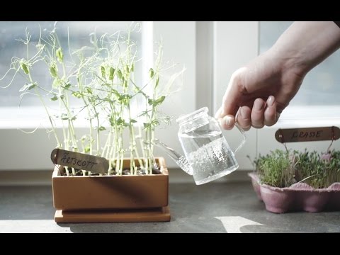 , title : '4 smarta tips för att odla på fönsterbrädan'