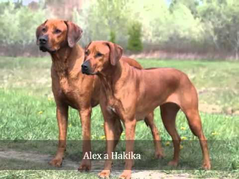 Alex, Hakika and Habeebah Lowenschwanz