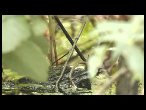 Noordse Waterlijster op Vlieland