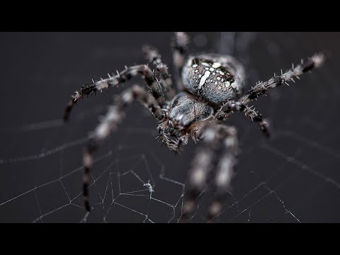 Merimangat. Kush nga merimangat janë helmuese? Veçantia e merimangave.