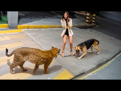 60 Héros Animaux Qui Ont Sauvé des Vies Humaines