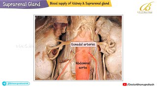 Suprarenal (Adrenal) Gland | Cadaveric Anatomy, Relations & Clinical Correlations | USMLE Step 1