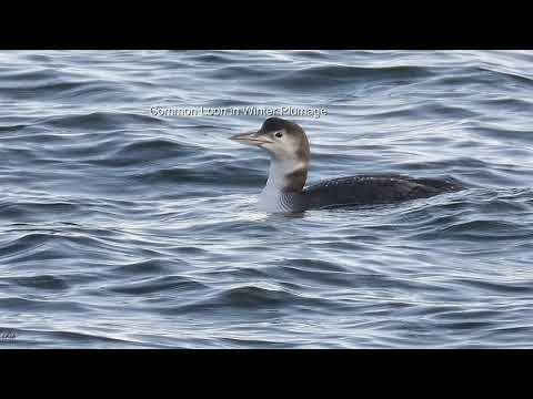 NH Seacoast January 2021