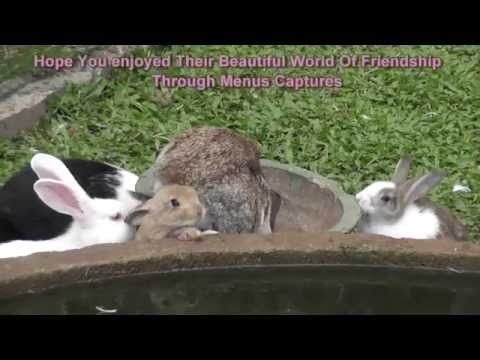 YouTube video about: Can ducks and rabbits live together?