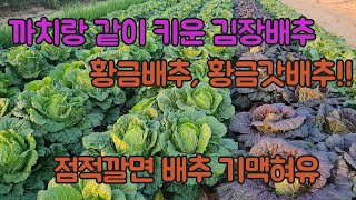 김장배추 농사 잘 짓는 방법!! 이렇게 하면 실패 없습니다, 100%성공 보장!
