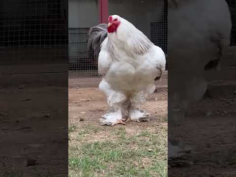 Brahma Chicken - Blue Columbia brahma - Top Qulity - HMM FARMS