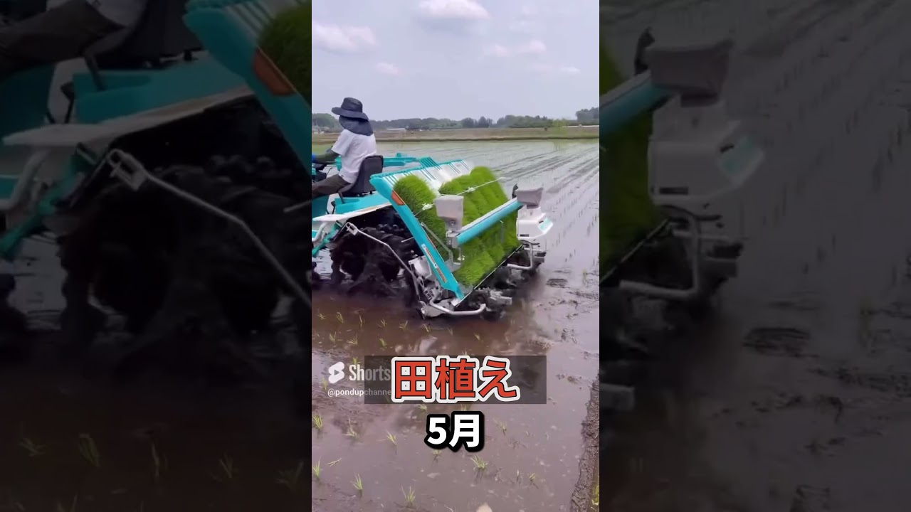 2024年美味しいお米が出来るまで#shorts