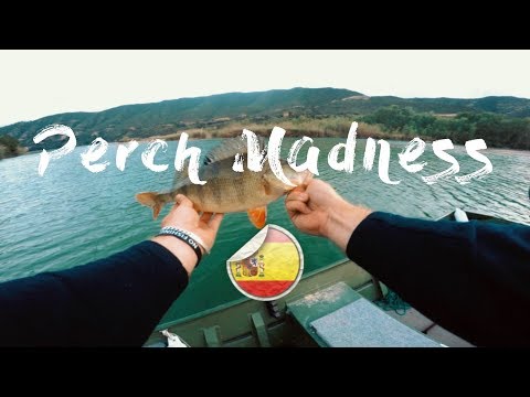 Perch madness-Perch fishing in ebro river