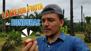 Esta es LA MEJOR FRUTA de HONDURAS 🇭🇳 | Probando LICHAS | Joel Seoane