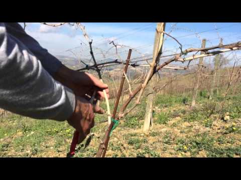 Vine Pruning - Guyot Trellis