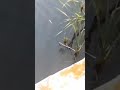 Video Thumbnail for Fishing Fishing Lake Saskatchewan.(Big Walleye)