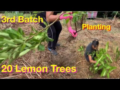 Lemon Tree Planting 3rd batch 20 Lemon Trees by root system