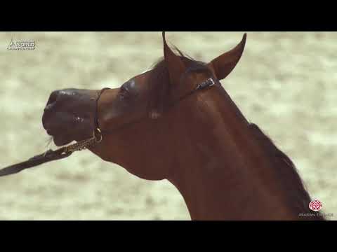 N 28 D SHU'ALAH   Paris 2019   Yearling Fillies Class 1B