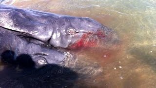 10 two-headed animals that will freak you out: shark, pig, cat, snake