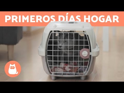 LLEGADA de un GATO a CASA 🐱 🏠 ¿Cuánto tarda en Adaptarse?