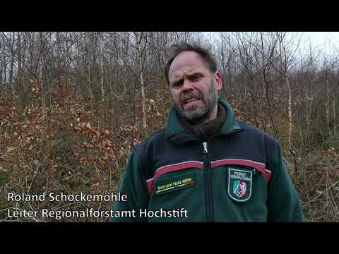 Sturm Kyrill und Friederike - Wie sehen die Schadflächen im Hochstift heute aus?