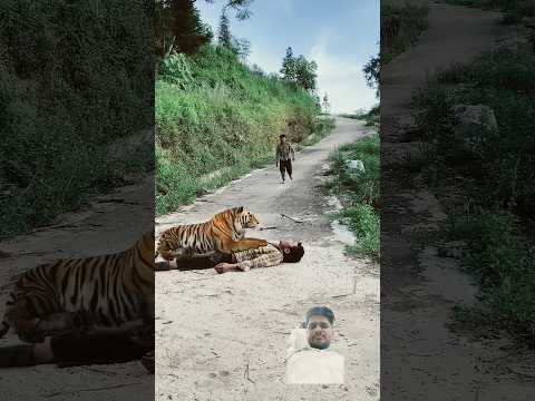bachao #tiger #wildlife #animals #lion #114 #youtube shorts #facts #short #viral