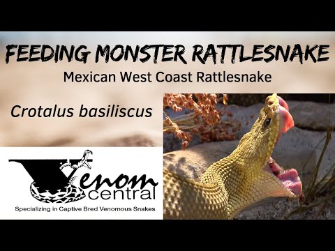 download lagu mp3 mp4 Crotalus Basiliscus, download lagu Crotalus Basiliscus gratis, unduh video klip Crotalus Basiliscus