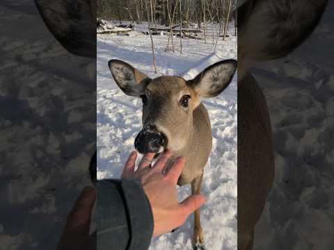 Deer Tries To Eat Me