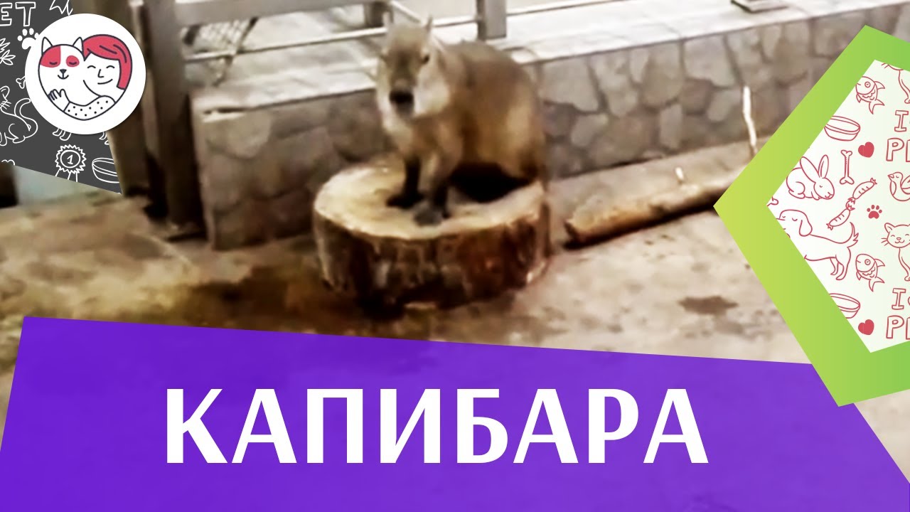 Капибара Внешний вид на ilikepet
