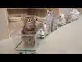 The Lovely Cat Train Is Now Leaving! (ENG SUB)