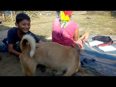kid drinking dogs milk